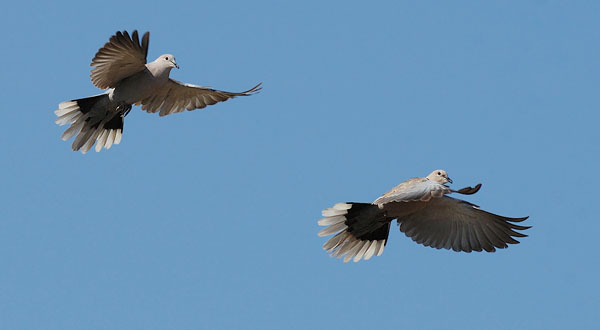 Turkinkyyhky, Eurasian Collared Dove, Streptopelia decaocto